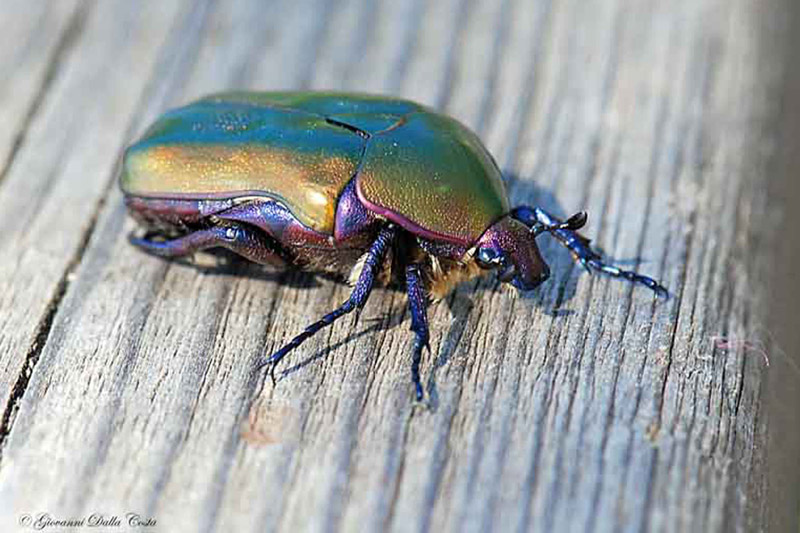 Cetonia arcobaleno